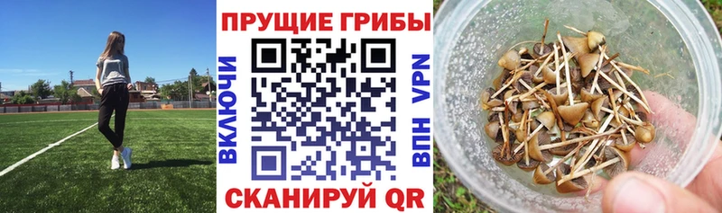 Псилоцибиновые грибы мухоморы  Купить закладки  Ипатово 